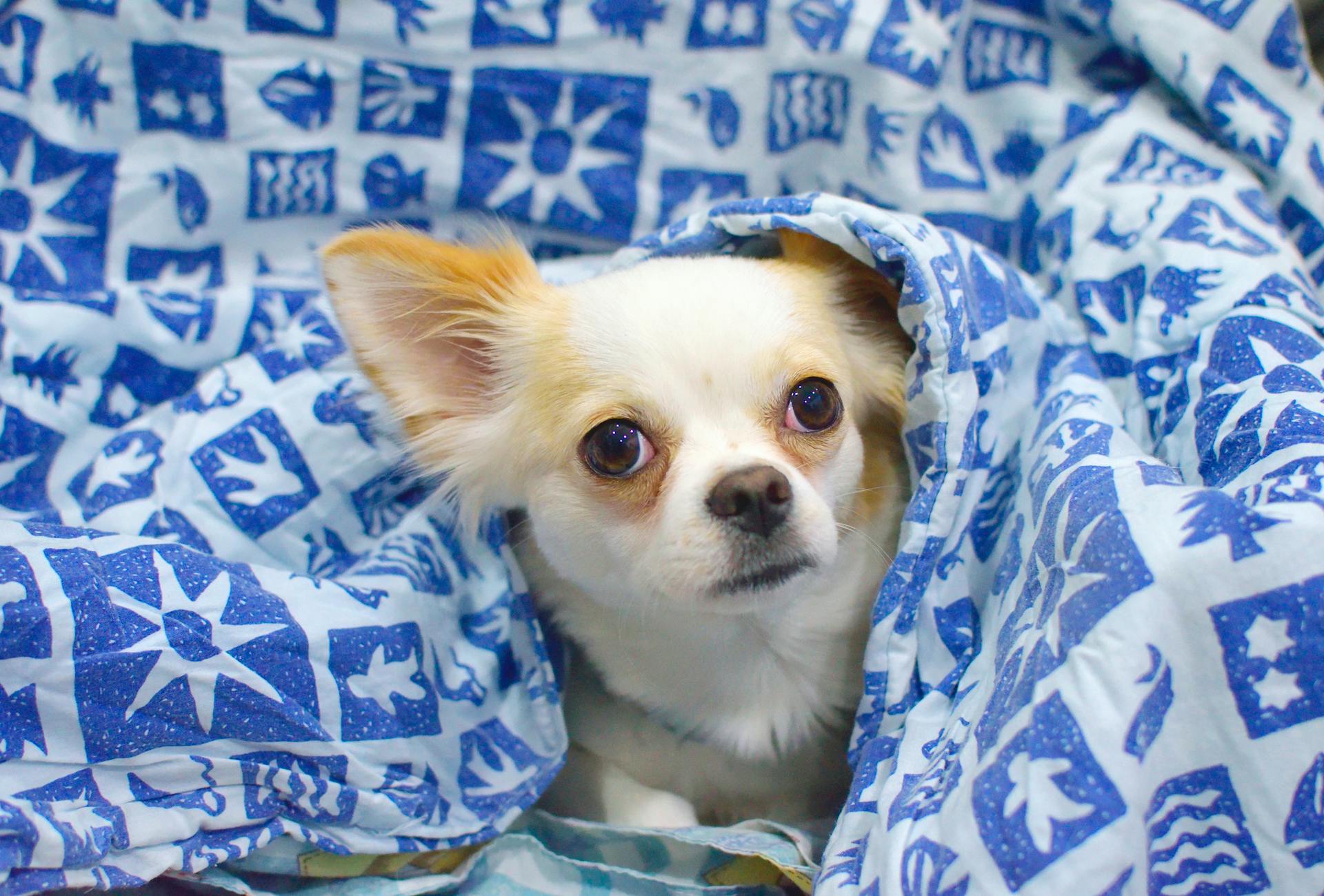 White and Beige Short Coat Dog