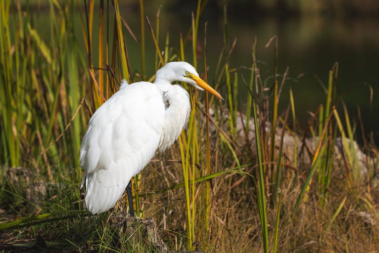 Close Up Of An Egret