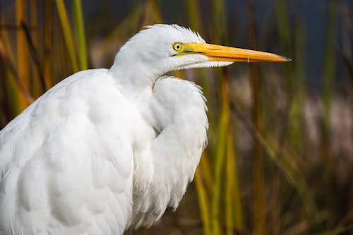 Free A Great Egret with Yellow Beak Stock Photo