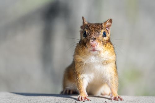 Free Close-up of a curious Eastern Chipmunk with a blurred background in natural light. Stock Photo
