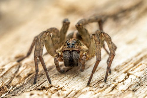 Základová fotografie zdarma na téma bezobratlí, dřevěný povrch, fotografování zvířat