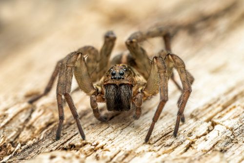 Free A detailed macro shot of a brown wolf spider on a wooden surface, showcasing its eyes. Stock Photo