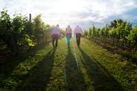 三个人走过阳光沐浴下的葡萄园，周围环绕着郁郁葱葱的葡萄藤