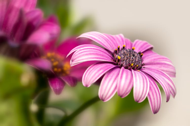 Close-up Of Pink Flowers 