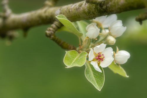 Free Close-up of delicate apple blossoms with fresh green leaves on a branch. Stock Photo
