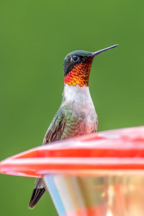 Ruby-Throated Humming Bird in Close Up View