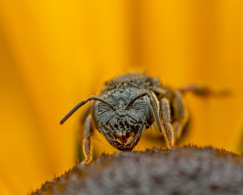 Brown and Black Bee in Macro Photography