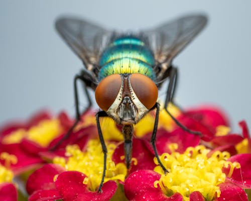 Green Bottle Fly Perched on Red Flower