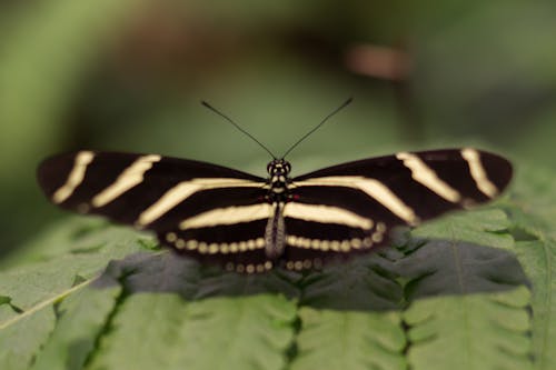 Closeup Photography of Black and White Butterfly Perching on Green Leaf