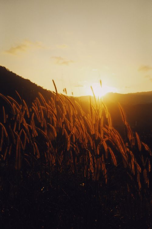 Free Beautiful sunrise casting golden light over a mountain and grassfield, creating stunning silhouettes. Stock Photo