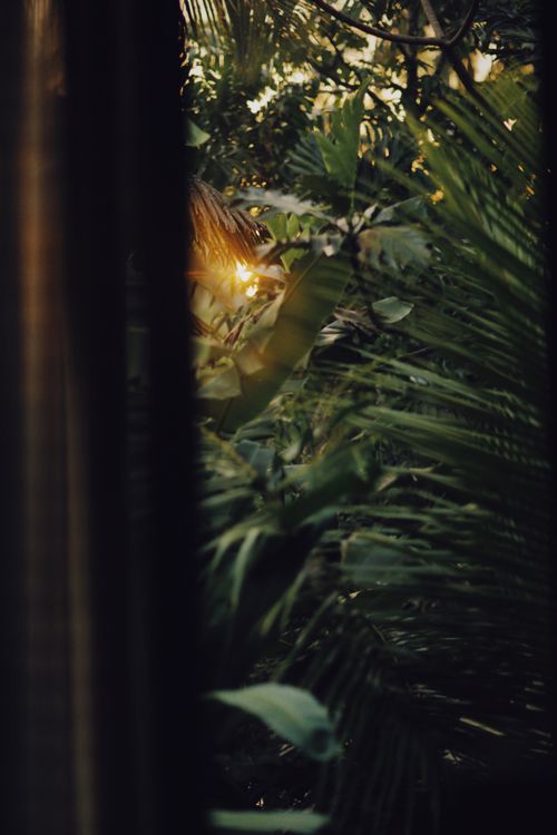 Free Capture the serene beauty of lush greenery with sunlight filtering through dense jungle foliage. Stock Photo