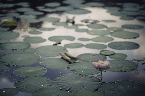 Water Lilies in the Pond