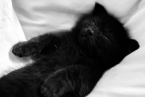 Black Cat Lying on White Textile