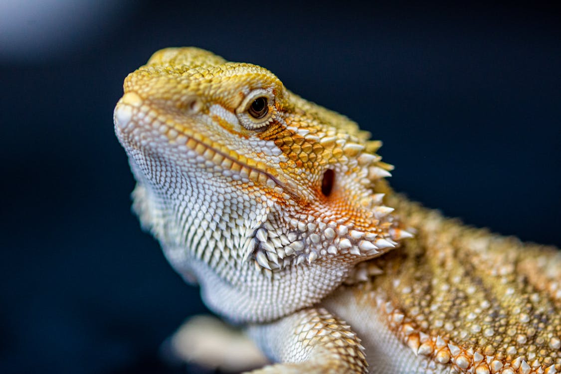 Free Brown and White Bearded Dragon Stock Photo