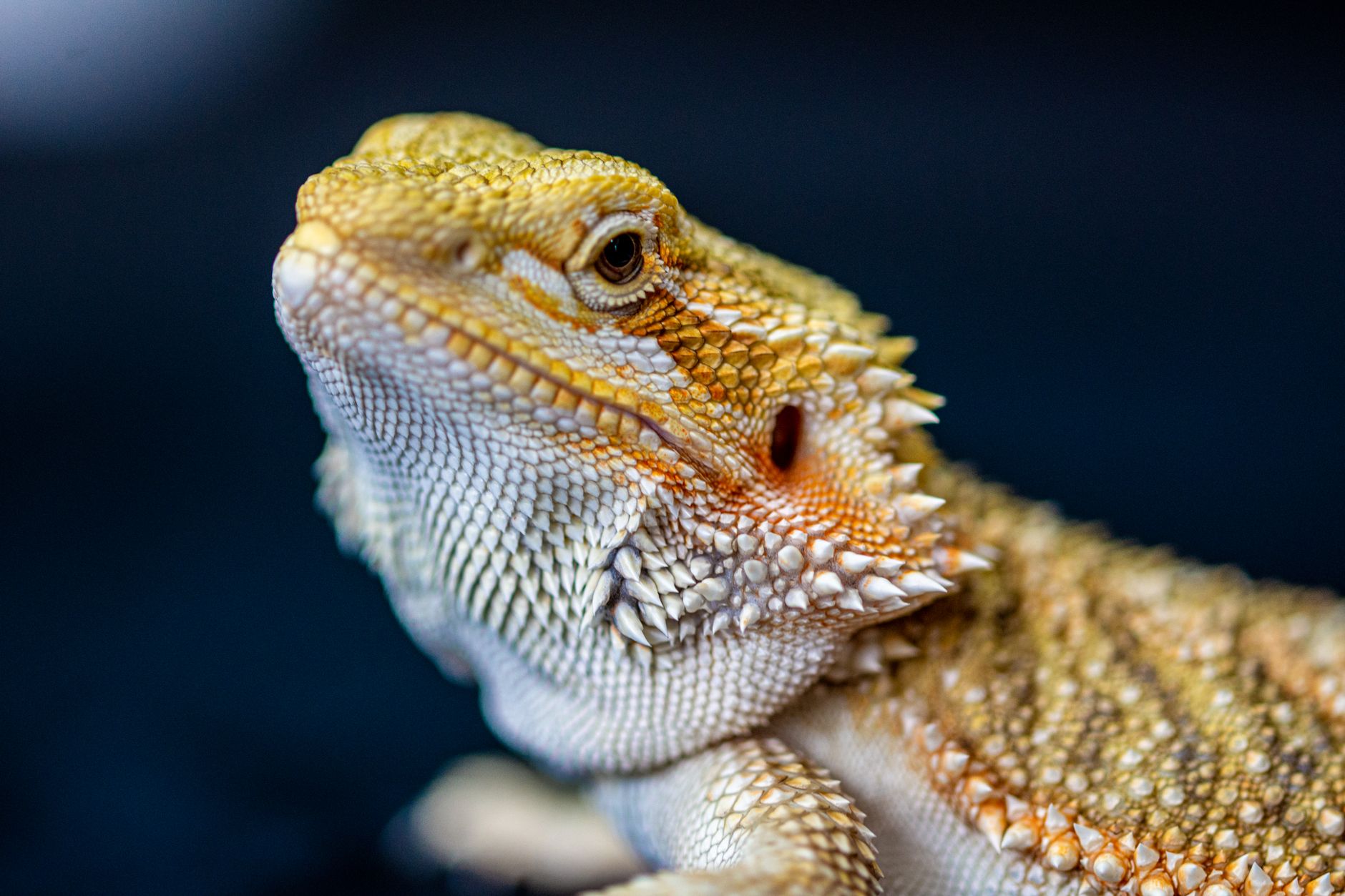 Exotic Pet Veterinary Website: Reaching Owners of Rare Animals
