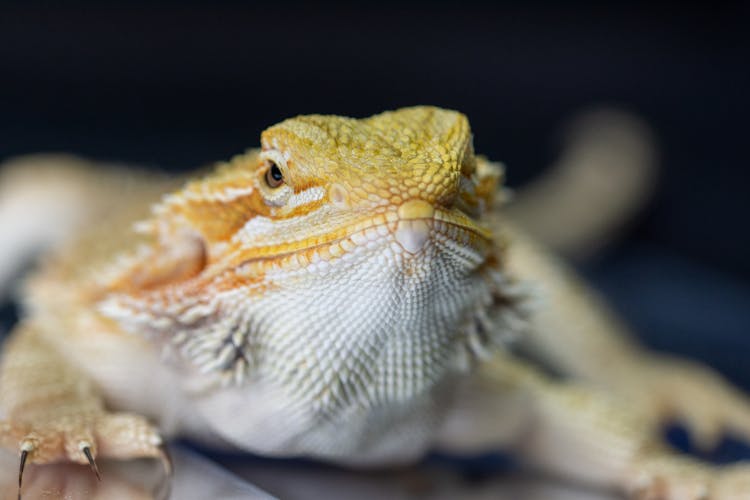 Close-up Of A Lizard 