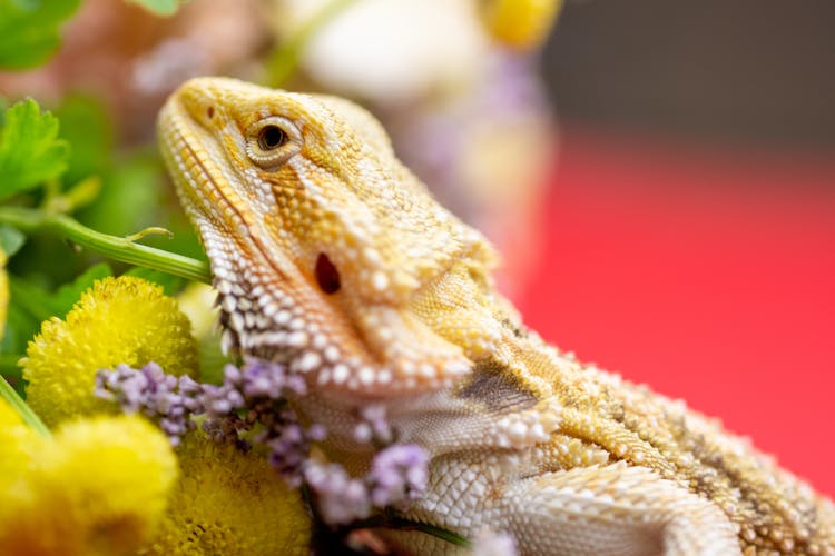 Close Up Of A Lizard