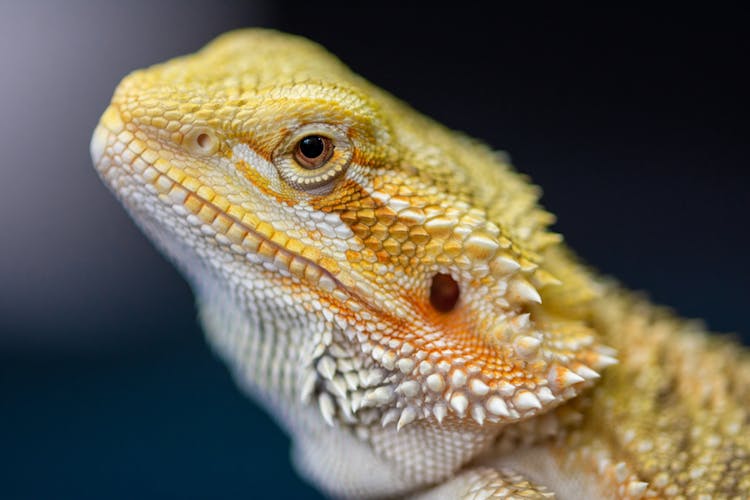 Lizard In Close Up