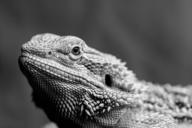 Close Up Of Lizard