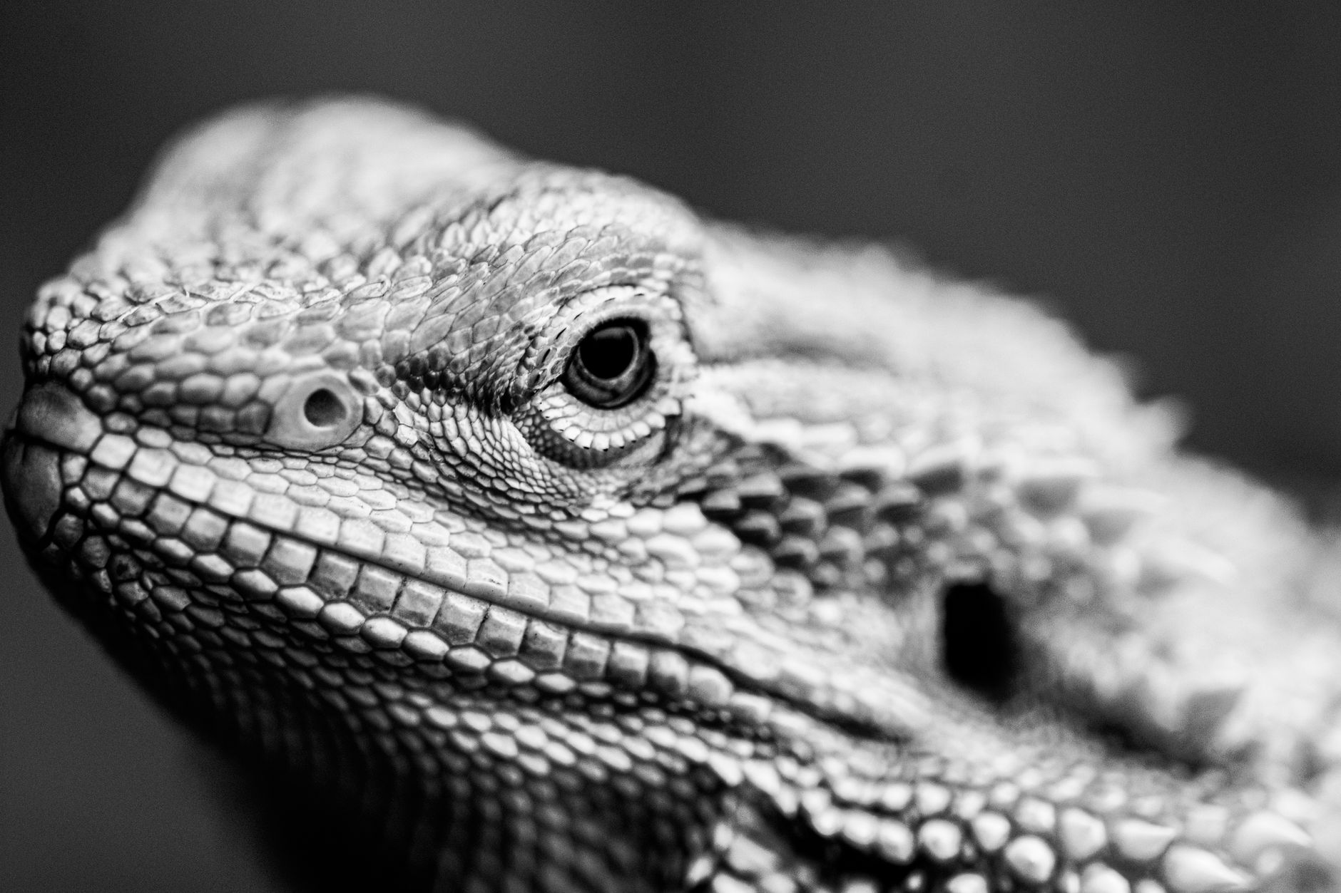 Detailed black and white portrait of a bearded dragon showing its textured scales.