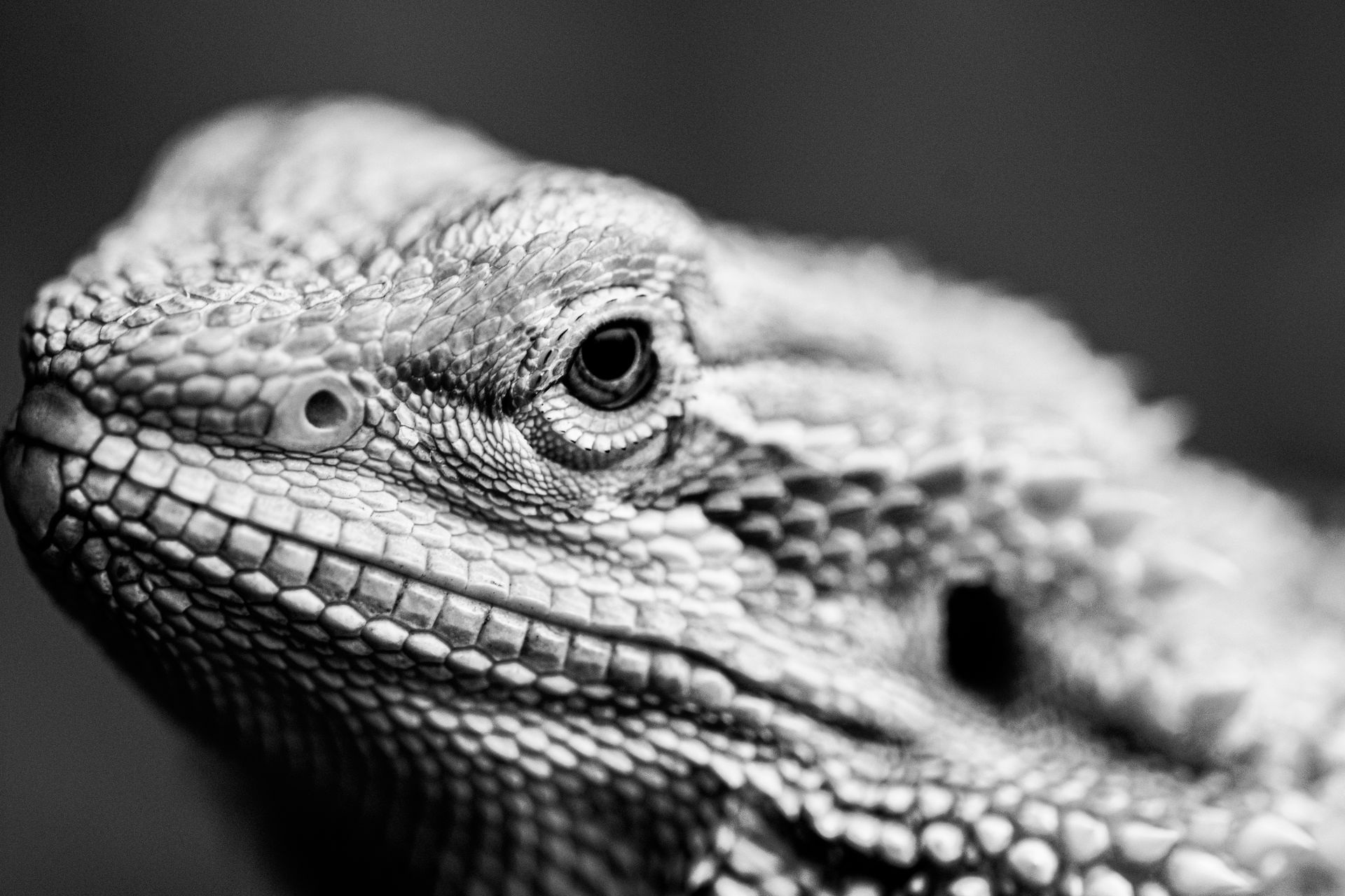 Detailed black and white portrait of a bearded dragon showing its textured scales.