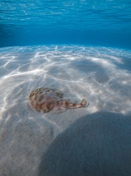 A stingray rests on a sunlit sandy sea floor, showcasing marine wildlife in a serene aquatic environment.