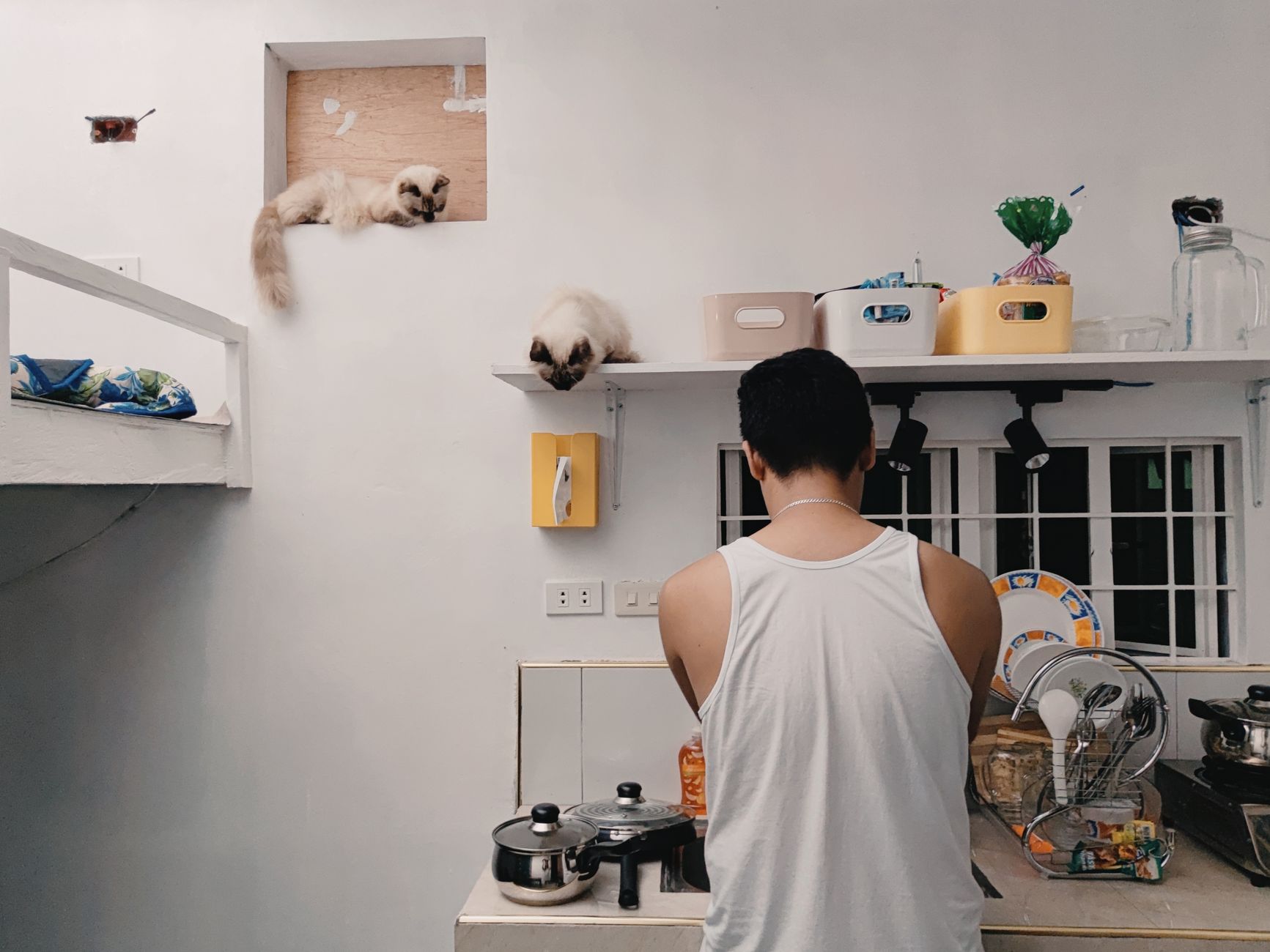 Young man doing dishes in a cozy kitchen with playful Siamese cats observing from shelves.