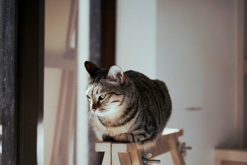 Free Brown Tabby Cat Sitting on a Wooden Stand Stock Photo