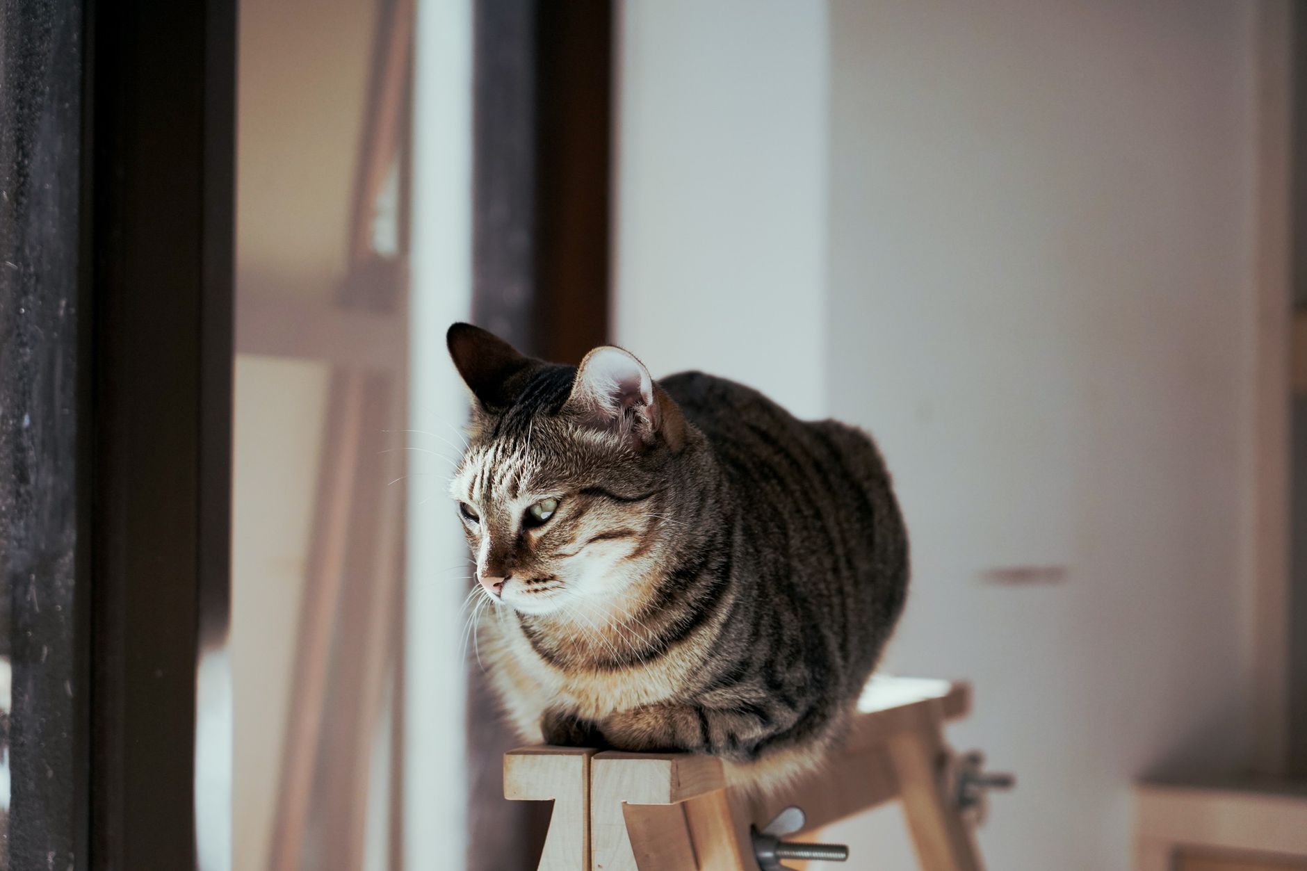 Portrait of a cat at a veterinary clinic