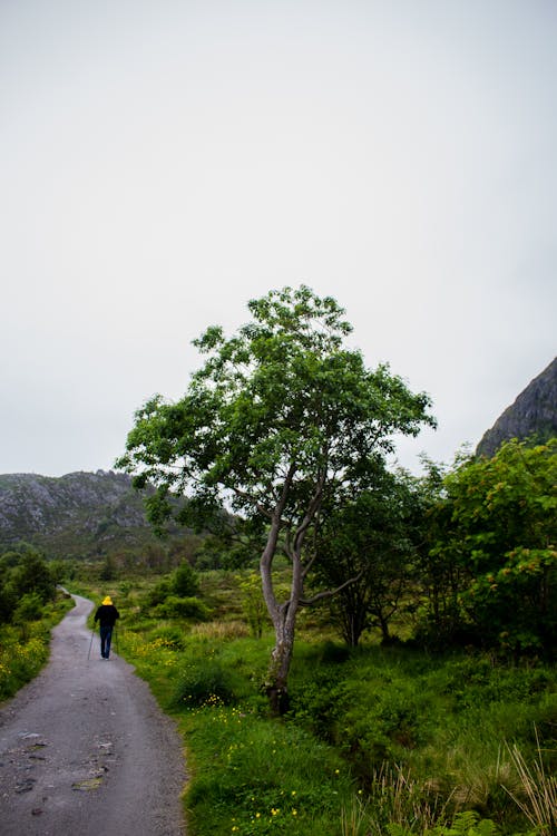 Free Photograph of a Person Hiking Near a Tree Stock Photo