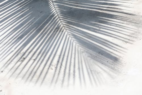 Shadow of a Palm Leaf