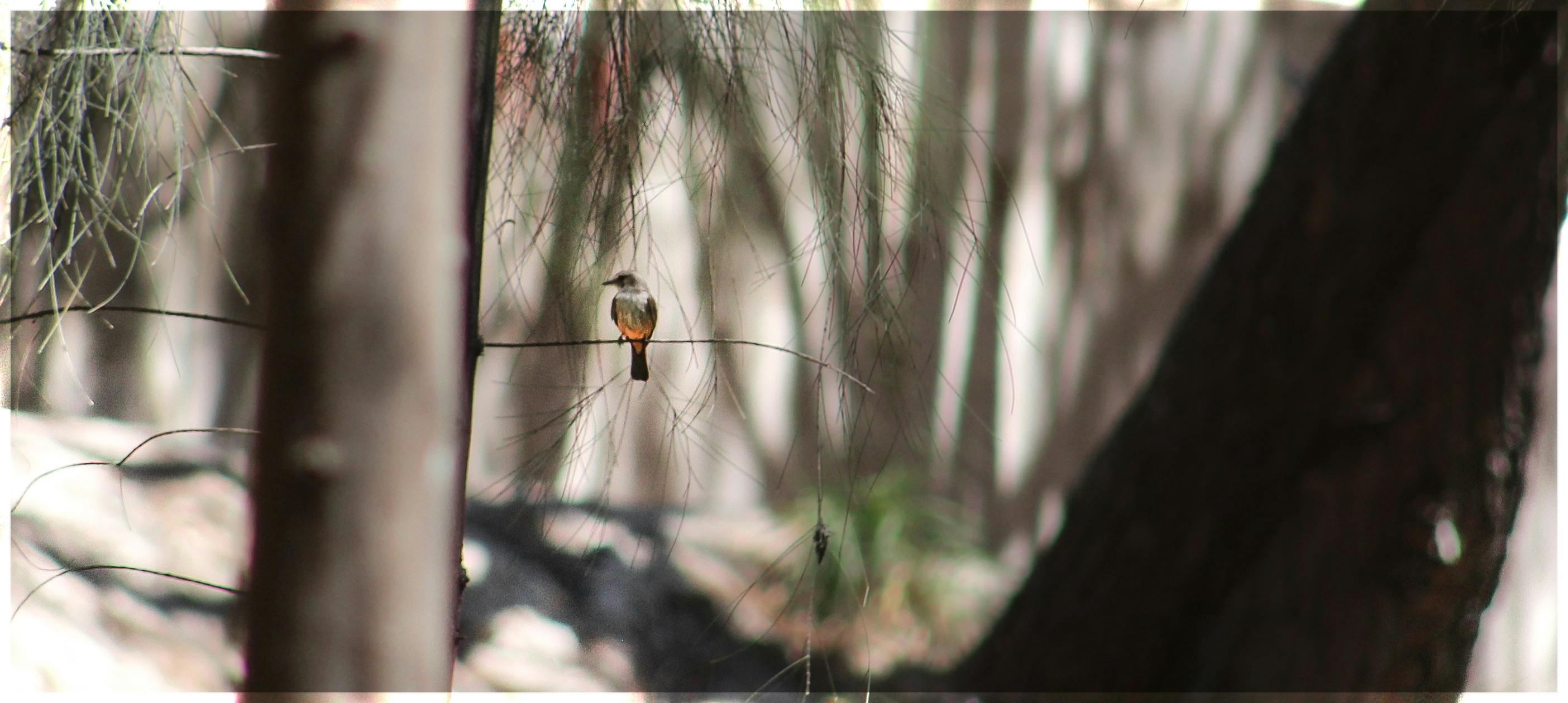 Tarsier, Bohol Tarsier Sanctuary