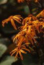 Yellow Flowers in Close Up Photography