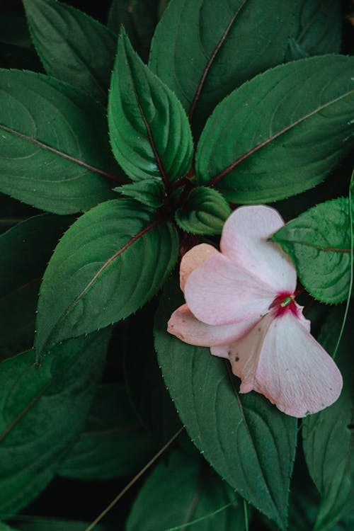 Pink Flower on Green Leaves