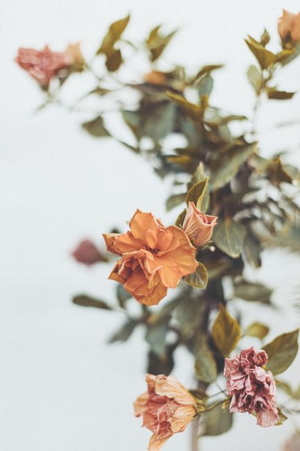 Close-up of wilted flowers on branches, soft focus and muted tones, perfect for artistic floral themes.
