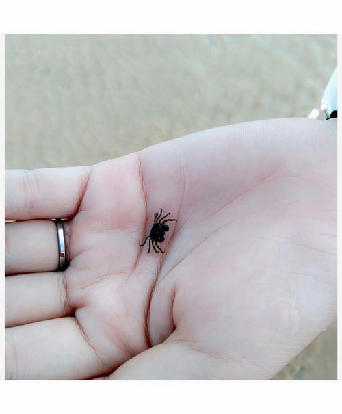 Free stock photo of crab, cute animal, hand Stock Photo