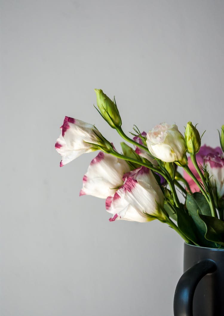 A Prairie Gentian Flower In The Vase