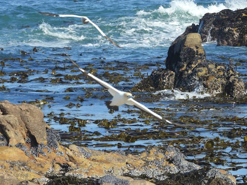 Základová fotografie zdarma na téma modrý oceán, ptáci létající nad mořem