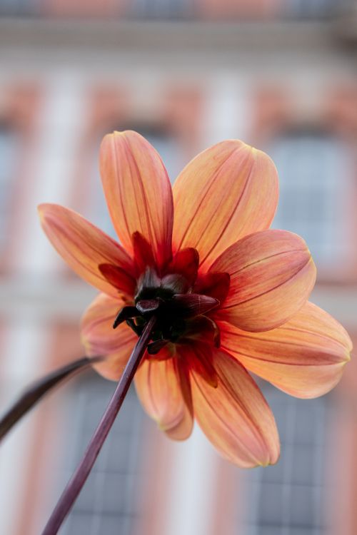 Free Close-up of an orange dahlia flower with historic architecture in the background. Stock Photo