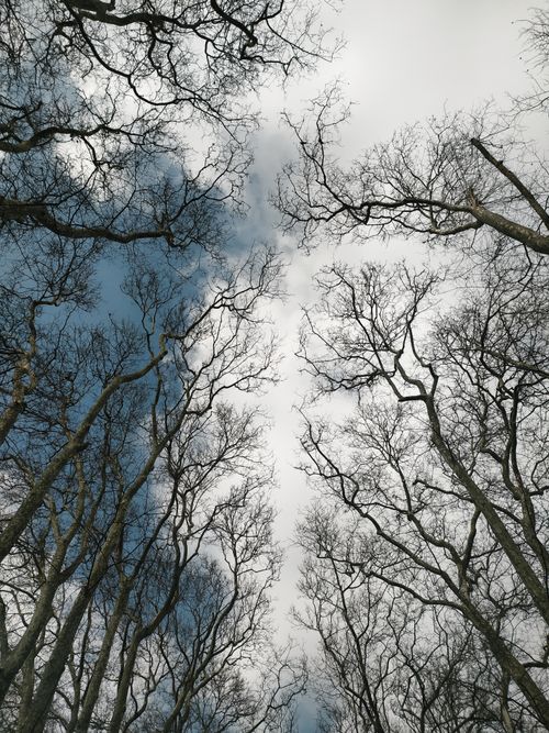 Free Looking up at bare tree branches against a winter sky in a Turkish forest. Stock Photo