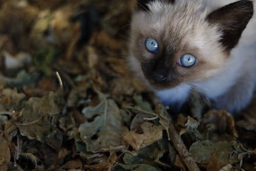A Cat with Blue Eyes