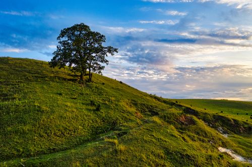 Free Lush green hill with a solitary tree under a vibrant sky in Minnesota, USA. Stock Photo