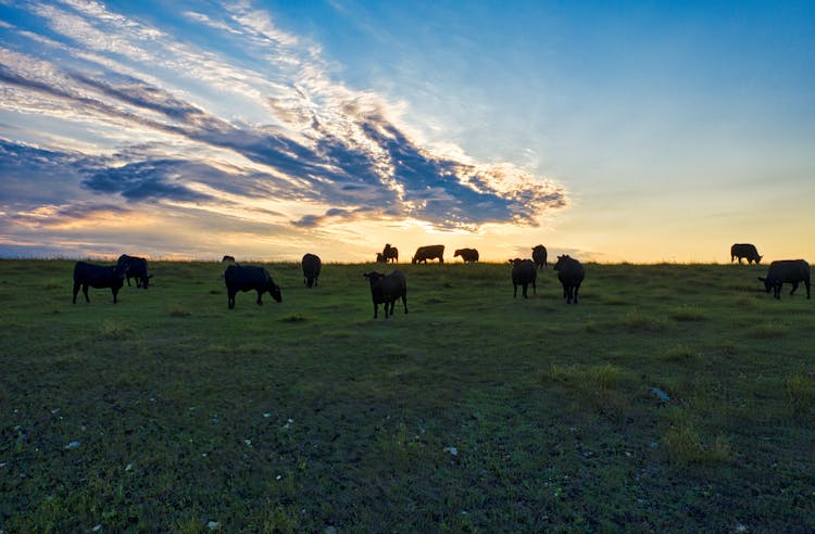 Cows On A Green Grass Field At Sunset