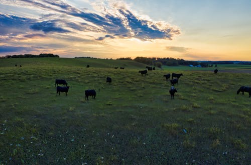Безкоштовне стокове фото на тему «випас, Захід сонця, корови»