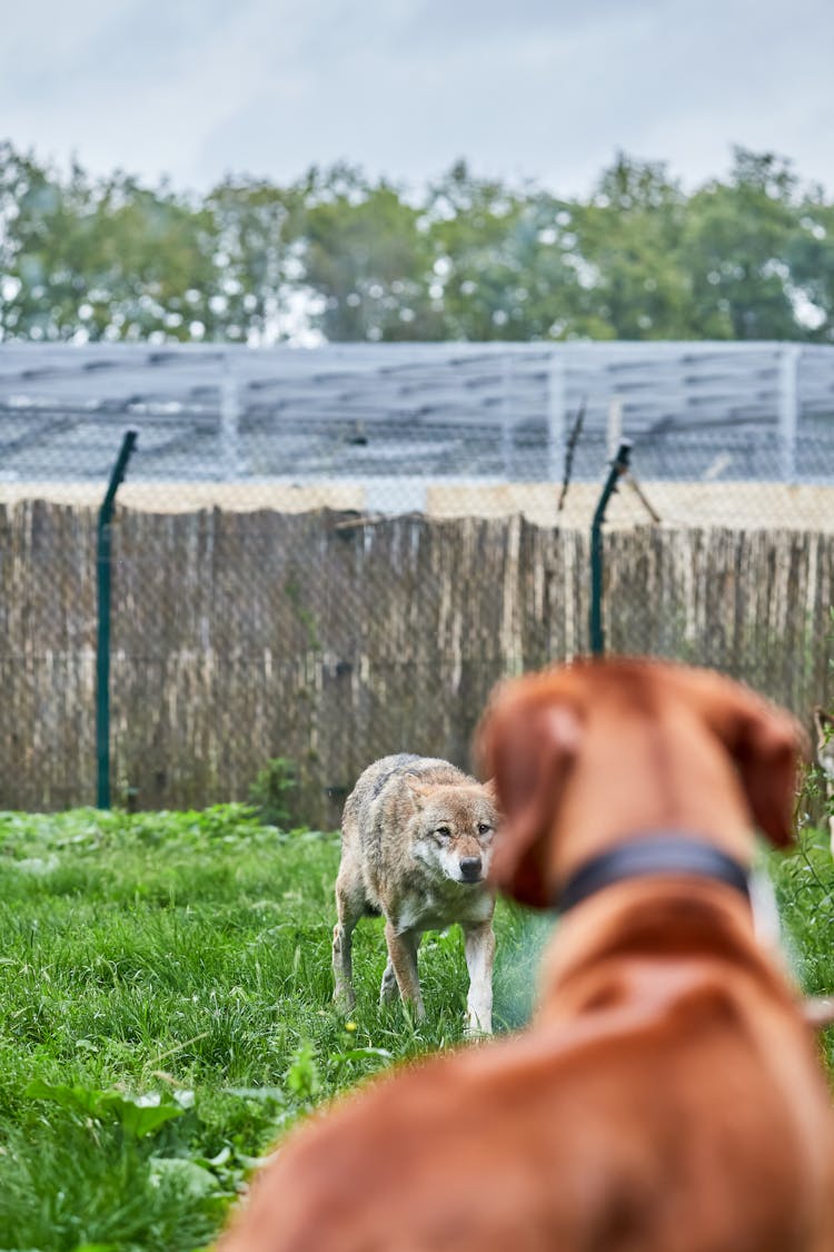 Dogs In Yard