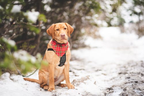 Brown Dog Sitting on Snow Covered Ground