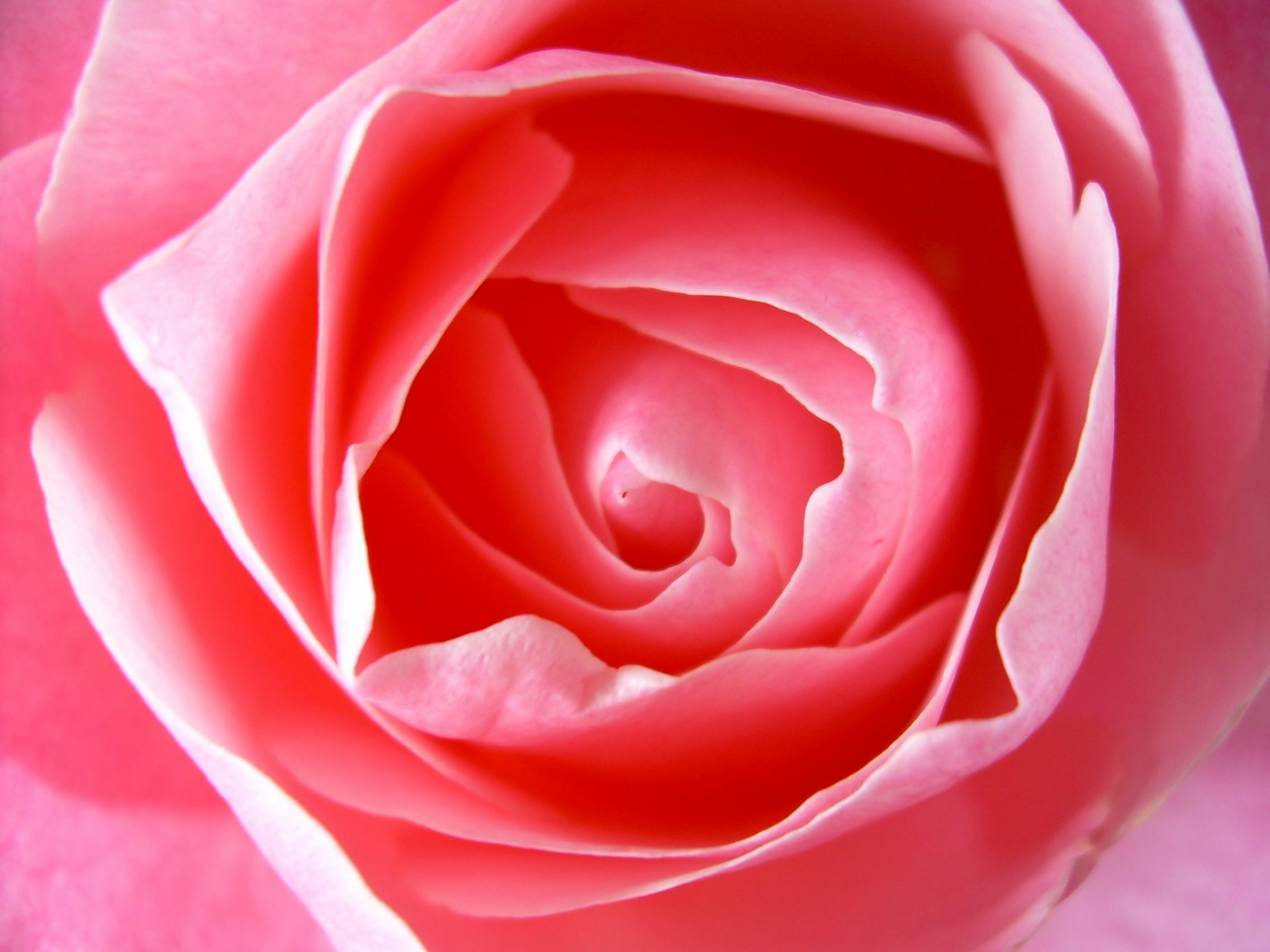 Foto De Stock Gratuita Sobre Rosa Rosa Rosada Rosas