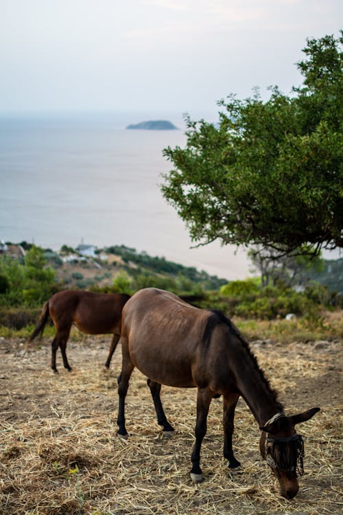 Immagine gratuita di albero, alonissos, animali