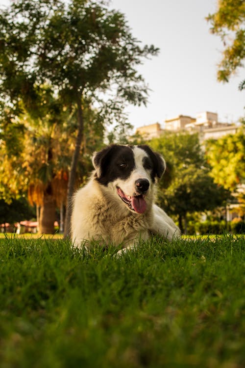 Foto profissional grátis de animal, animal de estimação, cachorro