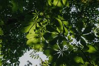 Green Leaves